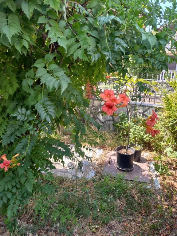 Traveler'S Rest - Near Podgorica Airport Hostel Mitrovici  Ngoại thất bức ảnh